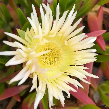 Apartment Costa Nova - Beach-front Gafanha da Encarnacao